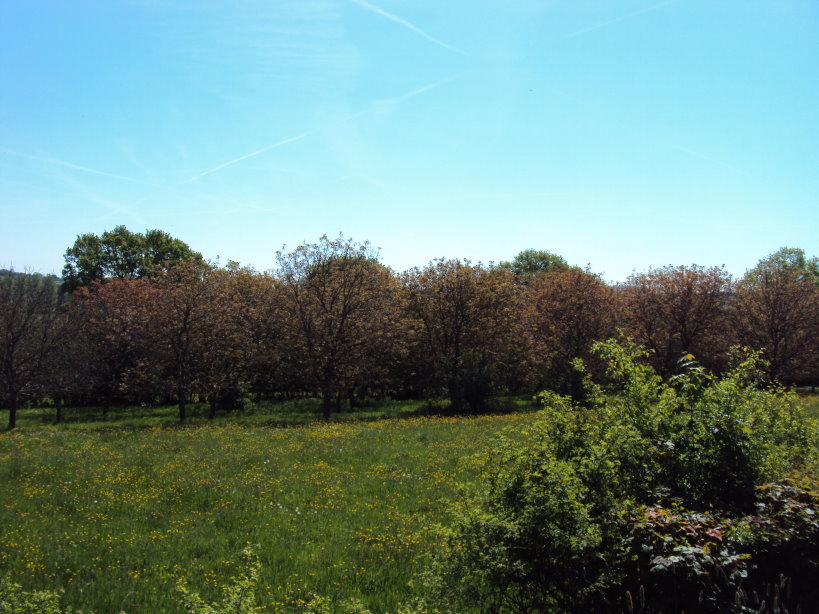 mouzon entre meuse et chier1973.jpg